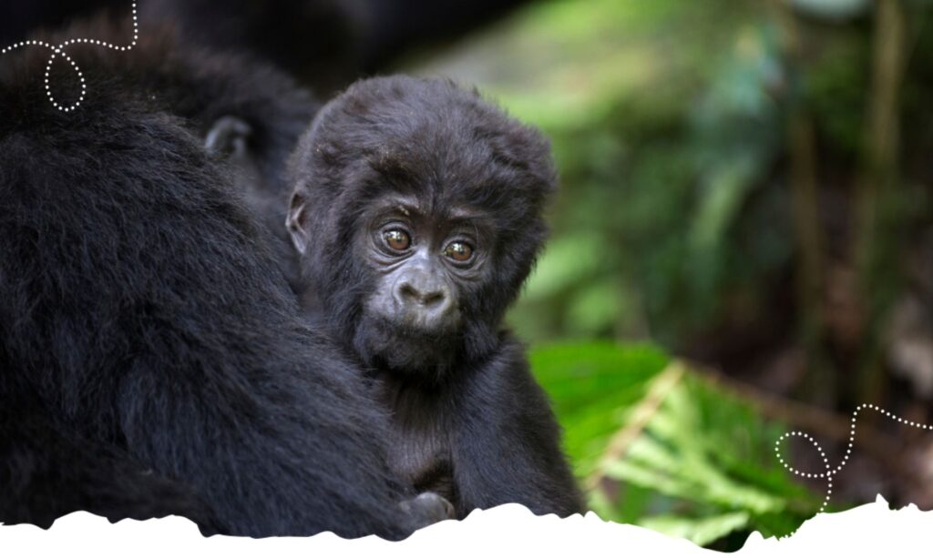 uganda